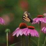 Echinacea For Children