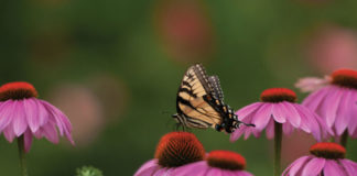 Echinacea For Children