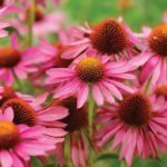 Cold and flu be gone