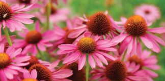 Cold and flu be gone