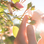 Stop and Smell the Roses