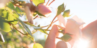 Stop and Smell the Roses