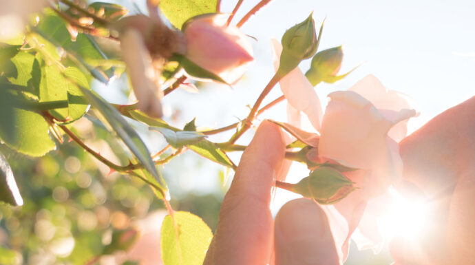 Stop and Smell the Roses