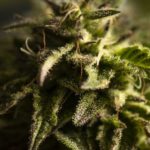 What Is the Endocannabinoid System?