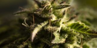 What Is the Endocannabinoid System?