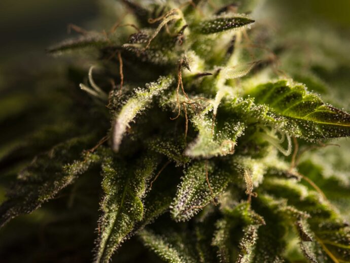 What Is the Endocannabinoid System?