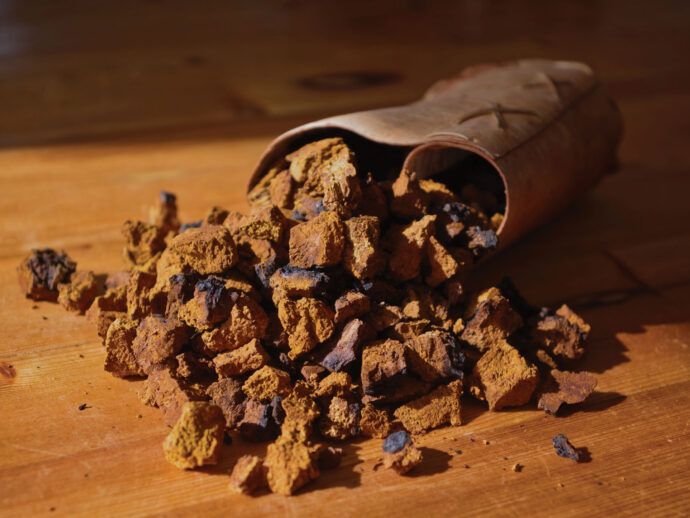 Choosing Chaga