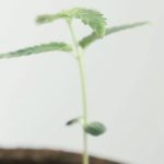 Seniors Turn to Medical Cannabis