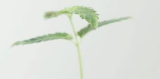 Seniors Turn to Medical Cannabis