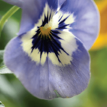 Johnny Jump-Up and Lentil Salad