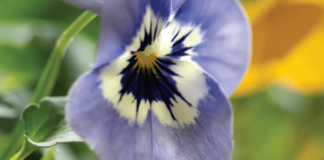 Johnny Jump-Up and Lentil Salad