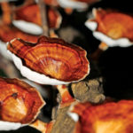 Reishi Mushroom