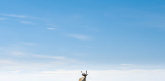 Saving What’s Left of the Caribou