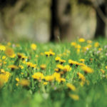 Dandelions—Eat ’Em; Don’t Kill ’Em!