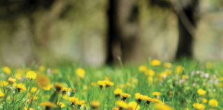 Dandelions—Eat ’Em; Don’t Kill ’Em!