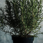 How Does Your Herb Garden Grow?