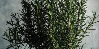 How Does Your Herb Garden Grow?