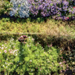 Organic Blooms For Your Beloved