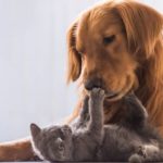 Elevated eats for felix and fido