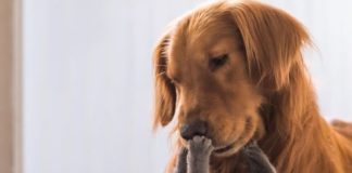 Elevated eats for felix and fido