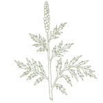 Allergies—Not Just In Spring