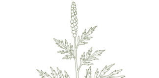 Allergies—Not Just In Spring