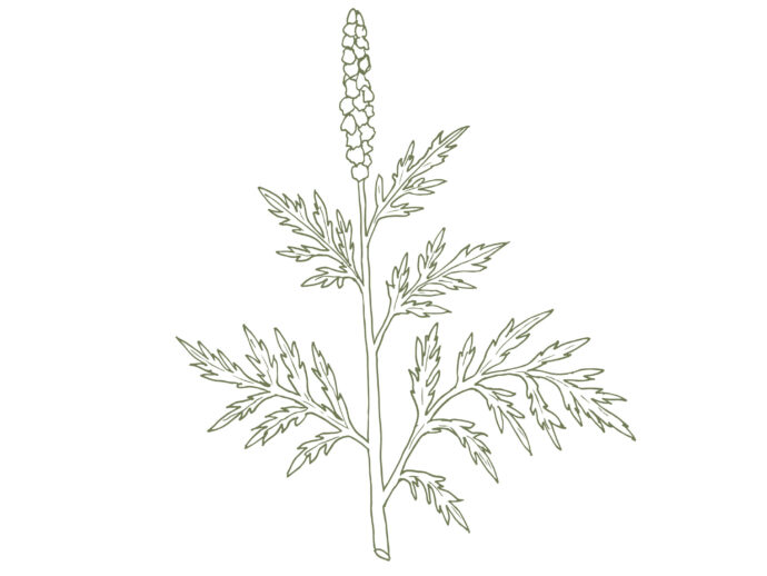 Allergies—Not Just In Spring