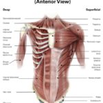 The Complete Guide to Your Abs Muscles