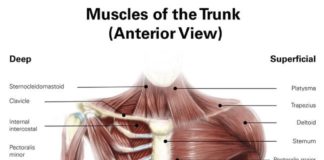 The Complete Guide to Your Abs Muscles