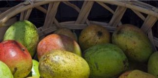 African Mango: The Miracle Weight-Loss Supplement?