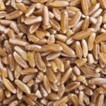 8 Dairy-Free Milks You've Never Heard Of