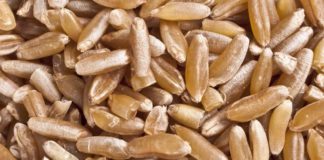 8 Dairy-Free Milks You've Never Heard Of