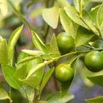 The Awesome Calamansi Juice: What It Is and Why You Need It