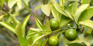 The Awesome Calamansi Juice: What It Is and Why You Need It