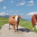 Which One Is The One? 5 Healthiest Milk Alternatives