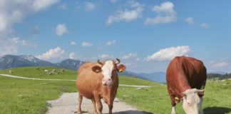 Which One Is The One? 5 Healthiest Milk Alternatives