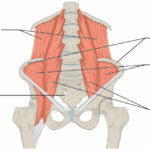 quadratus-lumborum-muscles.jpg