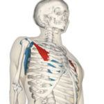 pec-minor-muscles.jpg