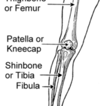 Tibia-Fibula-Femur.png
