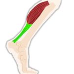 lower-leg-muscles.jpg