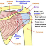 shoulder-rotator-cuff-anatomy.jpg