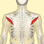 Teres_minor_muscle_back-400.jpg