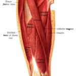 IT-band-anatomy-drawing.jpg