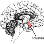 Amygdala-meditation.jpg