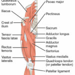 Leg-muscle-anatomy-quadriceps.jpg
