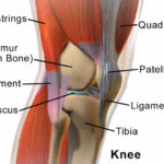 Knee-anatomy-patellar-tendon.jpg