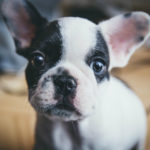 boston-terrier-puppy.jpg