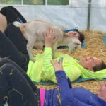 laineys-goat-yoga-farm-laughter.jpg