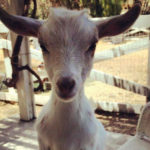 baby-goat-face.jpg