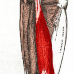 leg-muscles-chart.jpg